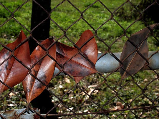  ANDREU BUENAFUENTE _ atrapar el otoño 