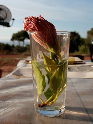  ANDREU BUENAFUENTE _ belleza robada 