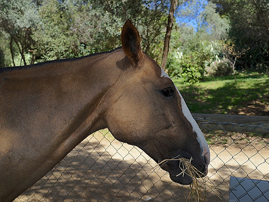  ANDREU BUENAFUENTE _ cabeza de caballo 