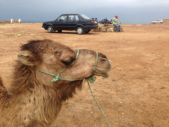  ANDREU BUENAFUENTE _ cabeza de camello 