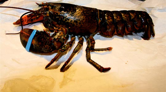  ANDREU BUENAFUENTE _ censura 