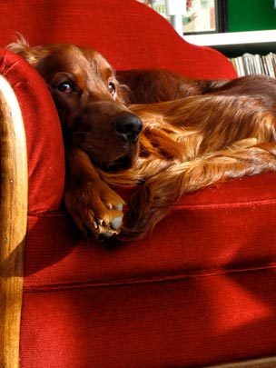  ANDREU BUENAFUENTE _ el rey de la casa 