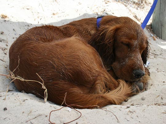  ANDREU BUENAFUENTE _ josé maría 
