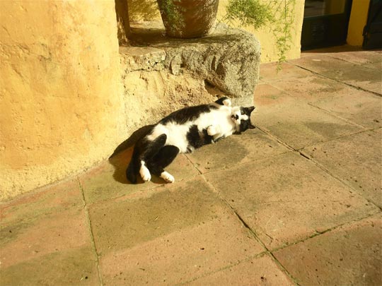  ANDREU BUENAFUENTE _ los gatos también ríen 