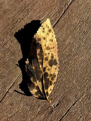  ANDREU BUENAFUENTE _ otoño 