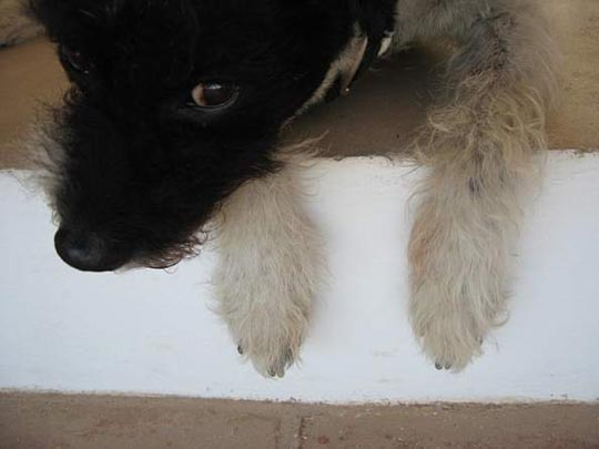  ANDREU BUENAFUENTE _ pitu 