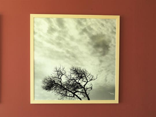  ANDREU BUENAFUENTE _ raíces al viento 