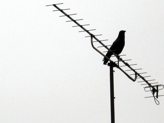  ANDREU BUENAFUENTE _ telebasura 