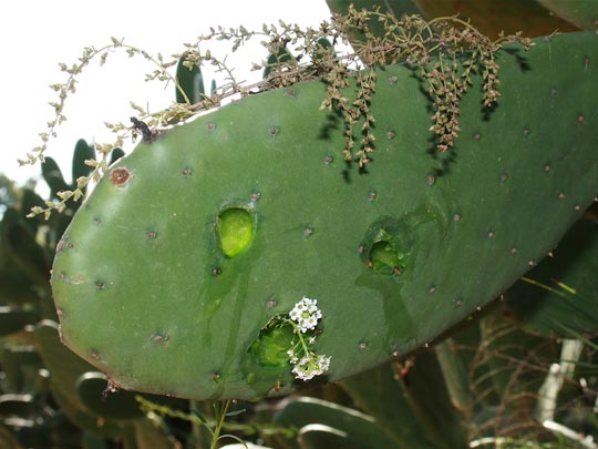  ANDREU BUENAFUENTE _ tristeza vegetal 