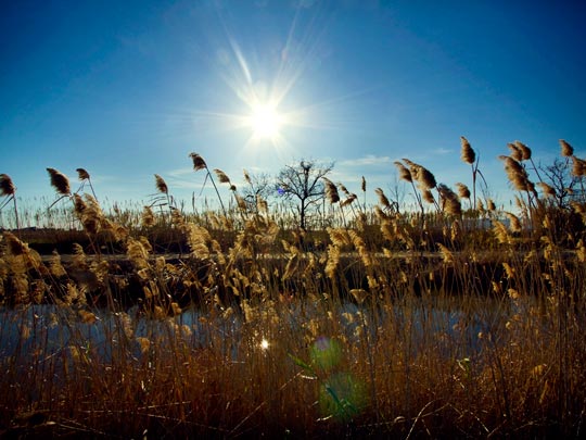  ALBERT JODAR _ el árbol de la vida, barcelona, 2011 