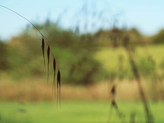  ANA MORALES [Sta. Coloma-Barcelona] _ 4 novios 