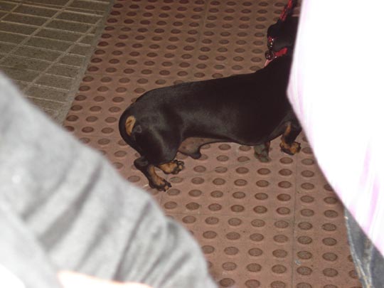  ARIANA SANTAMARIA [Villaviciosa-Asturias] _ ¿5 patas? ah,no, es su... 