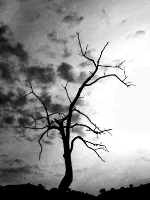  PILAR  CONDE [Orihuela-Alicante] _ a contraluz 