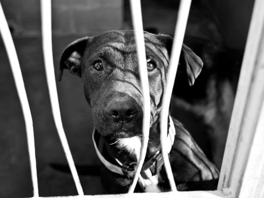  MARTA VALLS [Lloret de Mar-Girona] _ adóptame 