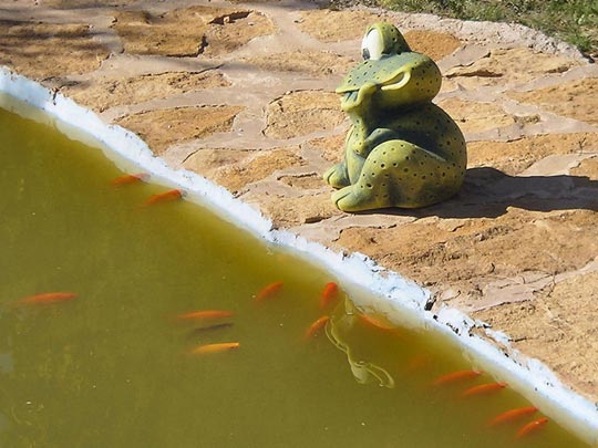  XAVIER RIGATA [Guadalajara] _ adoración 