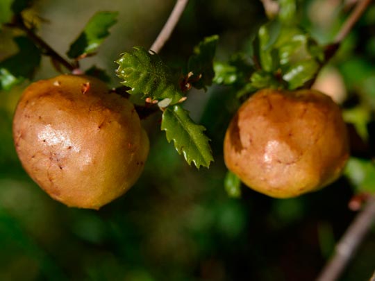 ANGELA LLOP [Torrelles de Foix-Barcelona] _ agallas de roble 