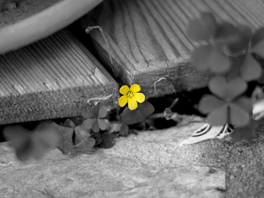  PEDRO ANTONIO HARO [Sant Andreu de la Barca-Barcelona] _ algo pequeñito 