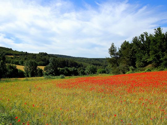  ANGELA LLOP [Torrelles de Foix-Barcelona] _ amapolas, campos, paisaje primaveral 