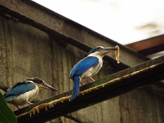  LAURA MERCEDES LOPEZ [Fuengirola-Málaga] _ merendando 