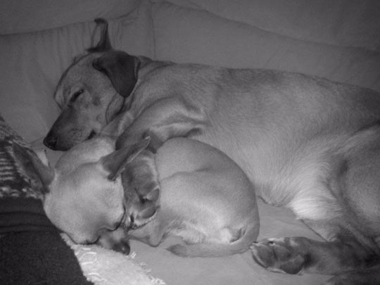  ZAIRA VERA [Mataró-Barcelona] _ amistades perrunas 