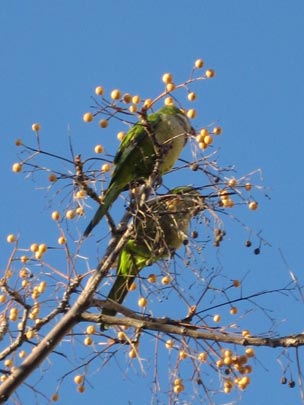  MERITXELL PADRÓS [Barcelona] _ amor 