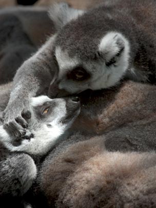  OLGA COLA [Madrid] _ amor de lemurs (te quiero) 