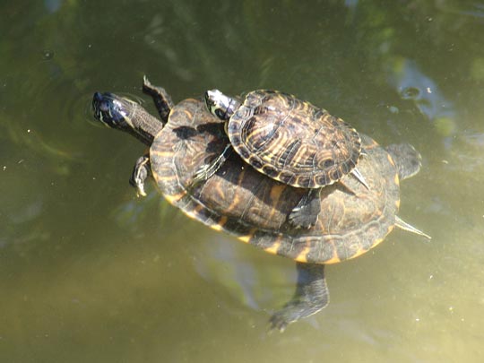  PIUS ILLA [Granollers-Barcelona] _ amor de mare 