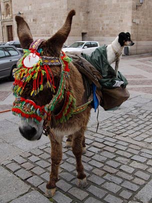  EMILIO FRAILE [Zamora] _ animales peregrinos 