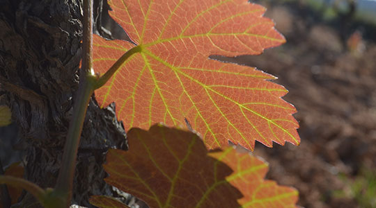  ANGELA LLOP [Torrelles de Foix-Barcelona] _ parellada 