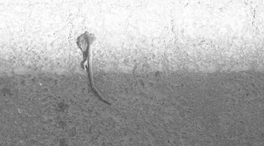  LAURA CABALLERO [Bullas-Murcia] _ aquí hay gato encerrado 