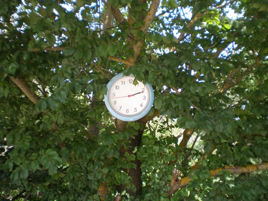  VANE ÁLVARO [Alcalá de Henares-Madrid] _ árbol, no marques las horas 