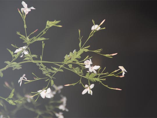  NEKANE VITORIA [Vitoria-Gasteiz-Álava] _ aroma de una noche de verano 