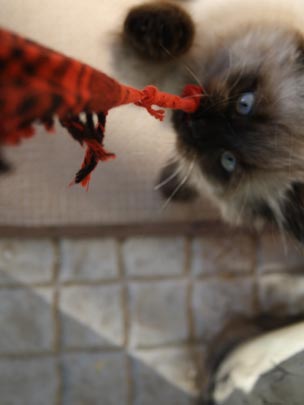  CLAUDIA HERNÁNDEZ [Igualada-Barcelona] _ ataque gatuno 