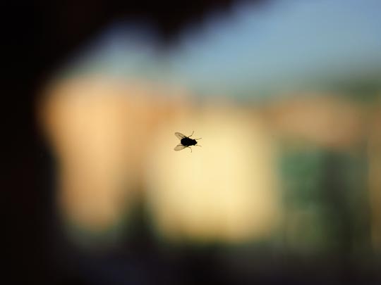  FRANCISCO JESÚS PORCEL [Granada] _ autorretrato 