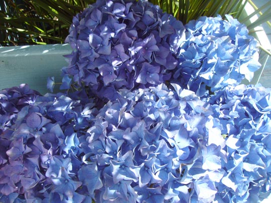  DIANA MAYO [Nerja-Málaga] _ azul 