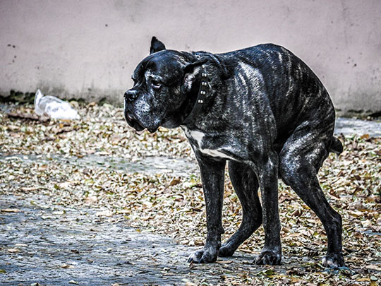  JOSE MIGUEL CASTELLÓ [Canals-Valencia] _ bestia vulnerable 