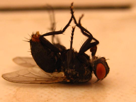  MANEL FORCADELL [Tortosa-Tarragona] _ big brother 