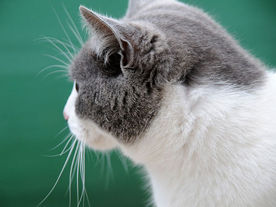  LUIS CAPPELLINI [Las Palmas -Las Palmas] _ bigotes 