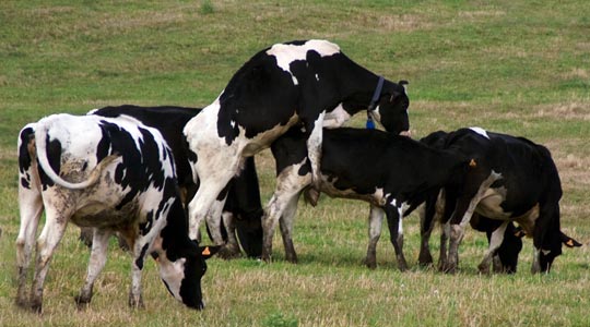  ANTONIO NAVARRO [Barcelona] _ bollos con leche 