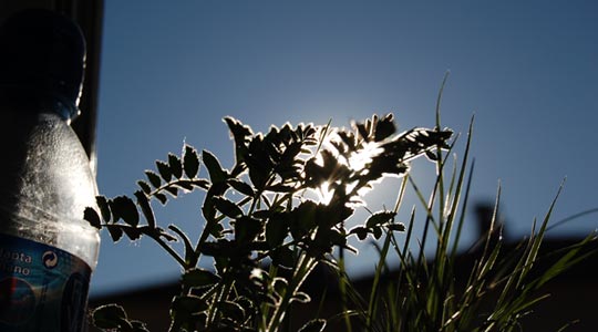  CRISTINA LECHOSA [Burgos] _ brotes verdes 