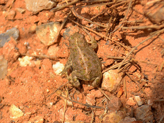 ANGELA LLOP [Torrelles de Foix-Barcelona] _ bufo bufo 