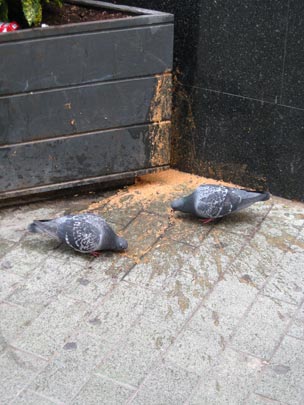  ABEL TORT [Piera-Barcelona] _ buitres de ciudad 