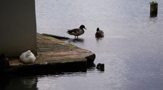  CATI HERNÁNDEZ [Salt -Girona] _ bulling al patito feo 