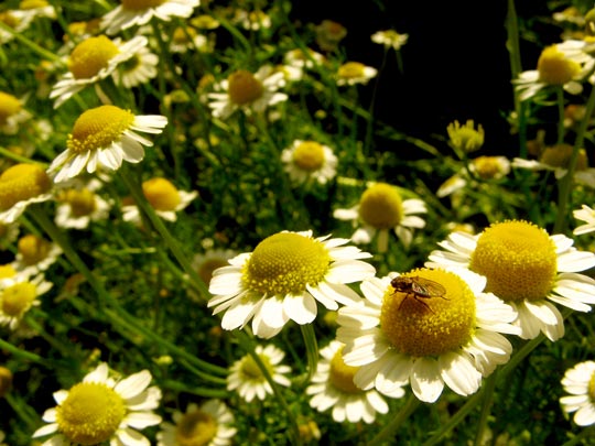  ANA MORALES [Sta. Coloma-Barcelona] _ campestre 