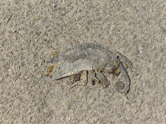  DIANA MAYO [Nerja-Málaga] _ camuflaje extremo 