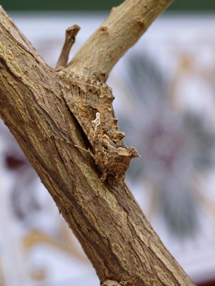  Mª VICTORIA MORENO [Fuengirola-Málaga] _ camuflaje perfecto 