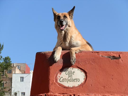  PAULINA HERNÁNDEZ [Guanajuato-México] _ can-panero 