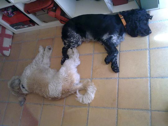  VIOLETA ROCA [Vilafranca del Penedès-Barcelona] _ capicua 