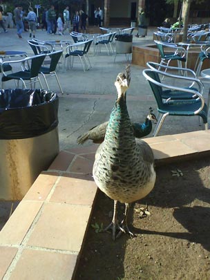  DANIEL DE CASTRO [San Sebastián-Gipuzkoa] _ cena de navidad 