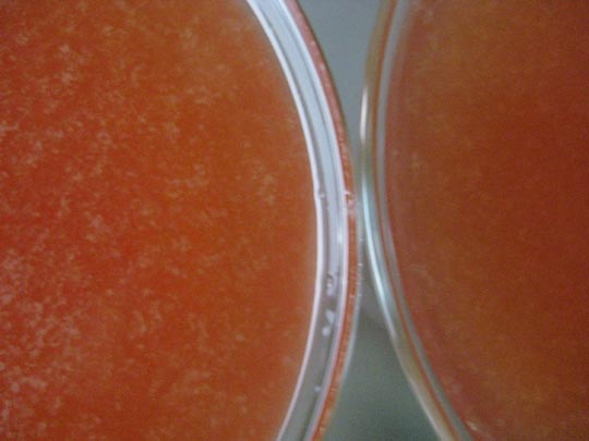  MERITXELL PADRÓS [Barcelona] _ cocktails 